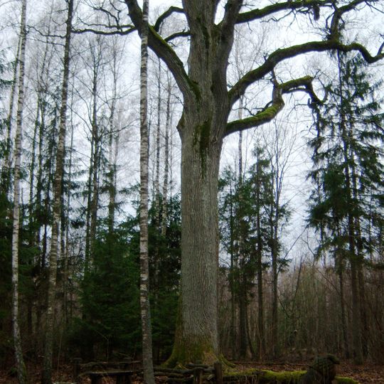 The beautiful Plauginiai forest oak