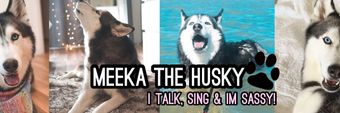 Husky Mika Profile Cover