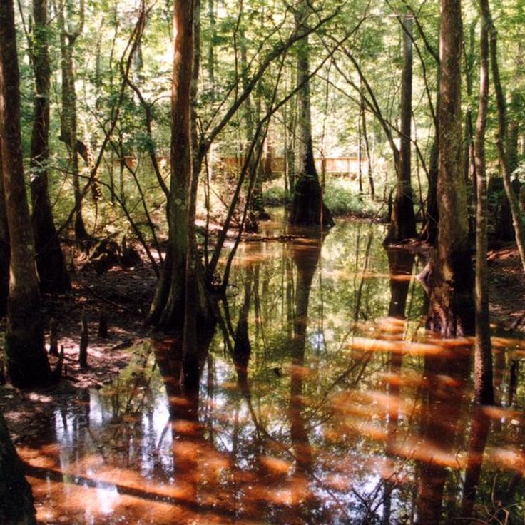 Parco Statale Tickfaw