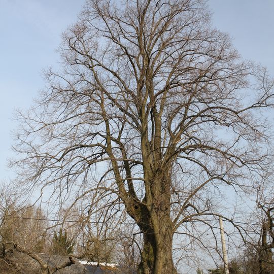 Lípa velkolistá ve Vlastibořicích