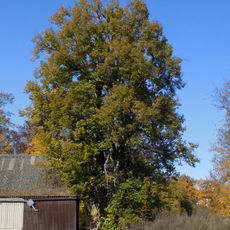 Jindřichovická lípa v zámeckém parku