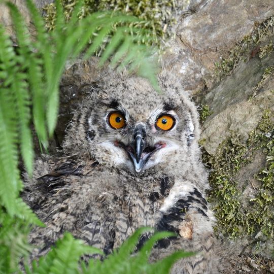 Wiehengebirge und Vorland