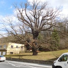 Oak in Řež