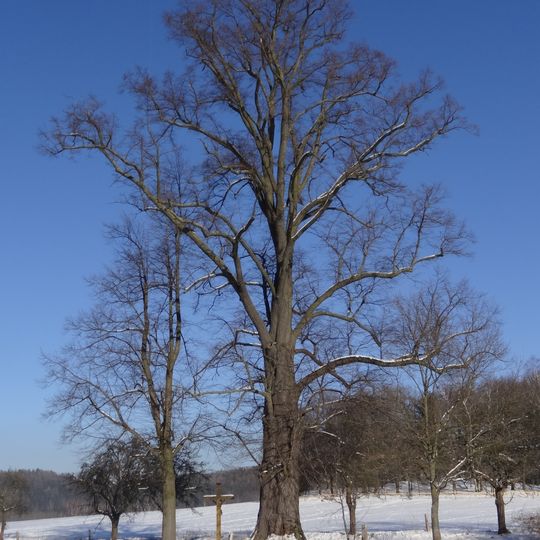 Lípa v Poustce