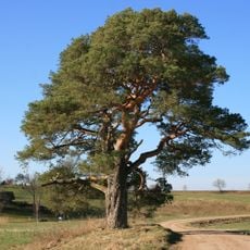 Āraišu Zviedru priede