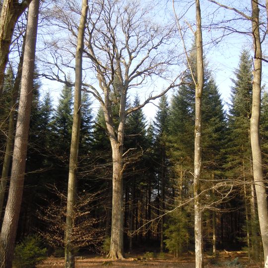 Stellrücken-Eiche an der Lindachebene