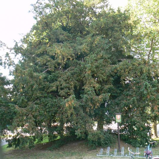 Tis za kulturním střediskem