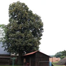 Kaštanovník jedlý