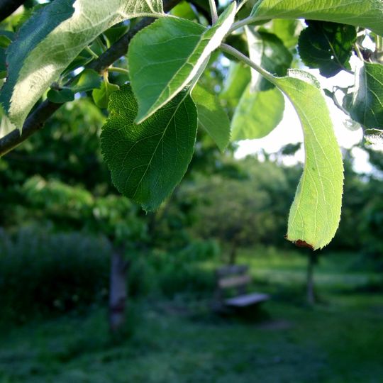 Kenworthy Wood orchard, Northenden