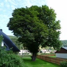 Maďal na zahradě u Mejsnarů