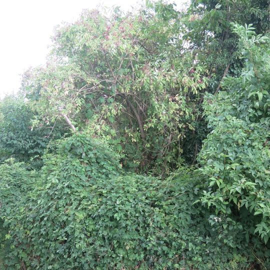 Puits du presbytère de Lambres