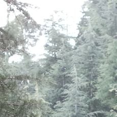 Betla National Park