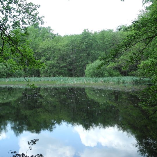 Bruchwald am Gahrenberg