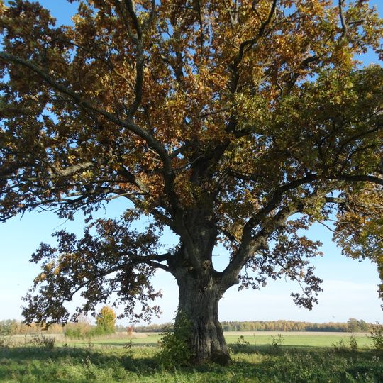 Medžialenkės ąžuolas