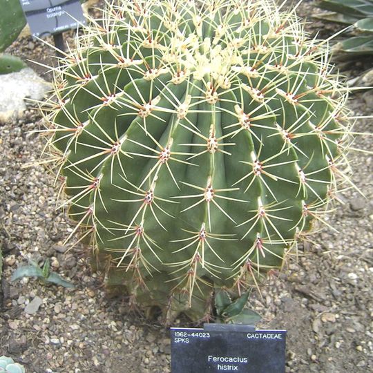 Jardín Botánico Rey Netzahualcoyotl