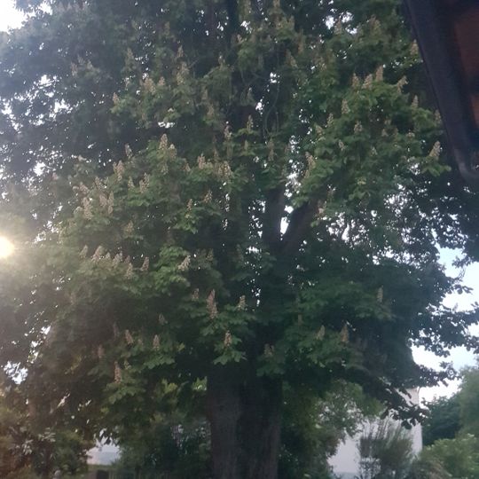 Kastanie bei der Kapelle