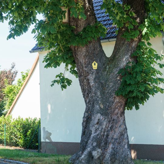 Rosskastanie an der Schaftrebe