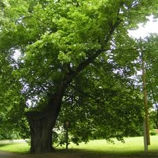 Lípa velkolistá na Stránově