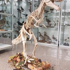 Museo civico naturalistico Severo Sini