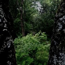 Khabarovsk arboretum