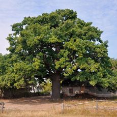 Lytiachi Oak