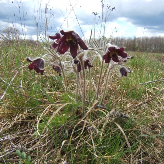 Csombárd Meadow Nature Reserve