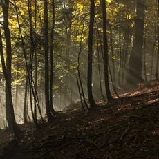 Lizardoia integral reserve