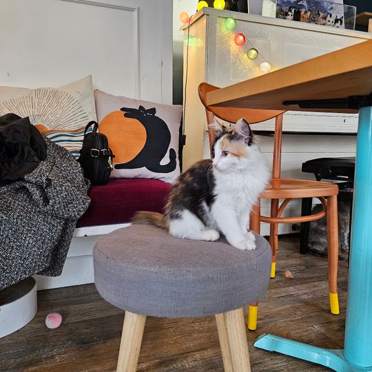 Romeow Cat Bistrot