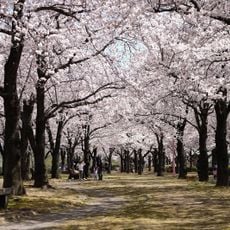 荒川桜づつみ河川公園