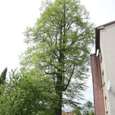 Lípa ve Zdislavicích