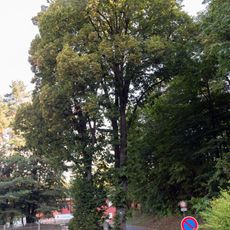 Linden bei der Jugendherberge in Hartenstein