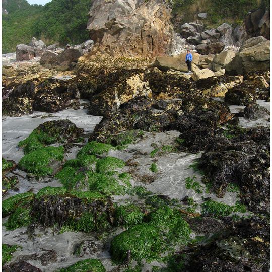 Harris Beach State Park