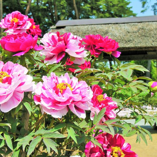 Sukagawa Peony Garden