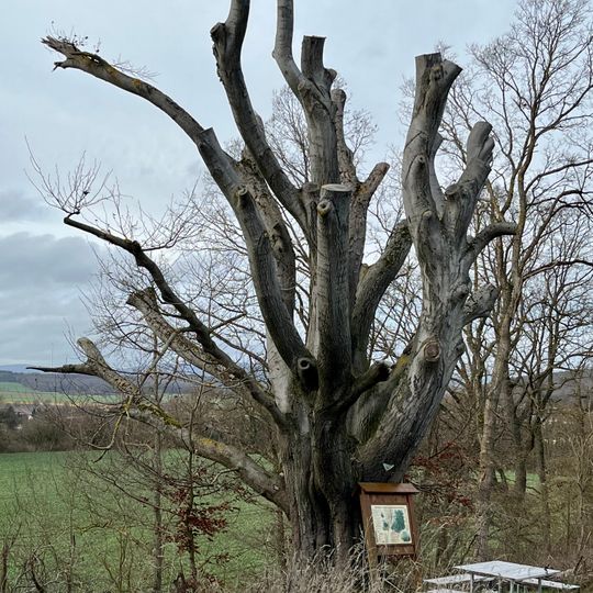 Buche bei Frielendorf