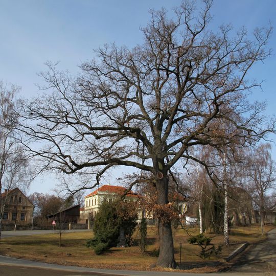 Dub v Novém Kníně