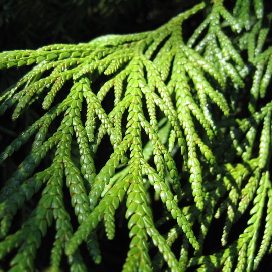 Parc Arboretum de Saint-Setiers
