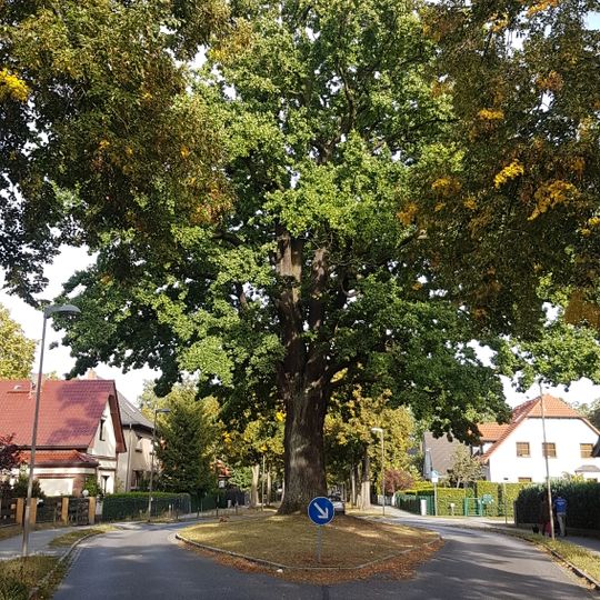 Naturdenkmal Stieleiche Verkehrsinsel auf der Friedenstraße/Ecke Bamberger Straße in Eichwalde