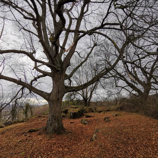 Gehölz mit Steppenheide und sog. Steinfelsen
