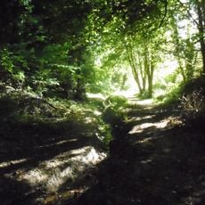 Speckled Wood, Hastings