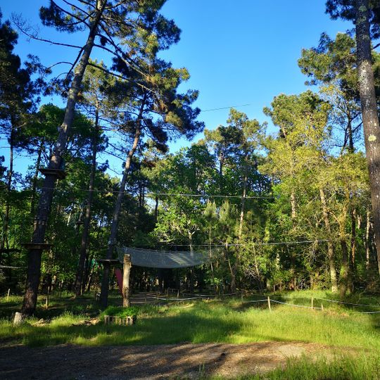 Indian Forest
