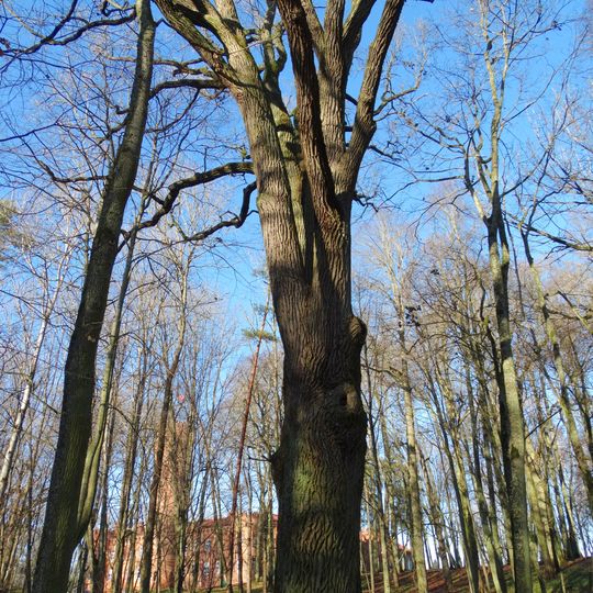 Gediminaičio ąžuolas