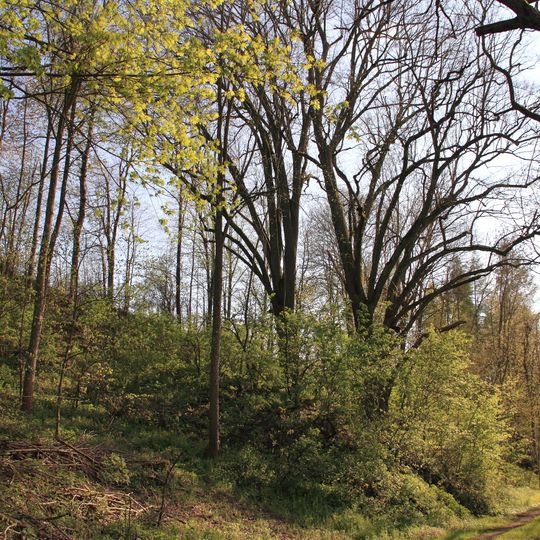 Naturdenkmal Winterlinden Mühläcker