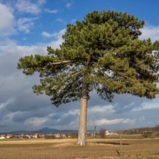Borovice černá u Chodoun
