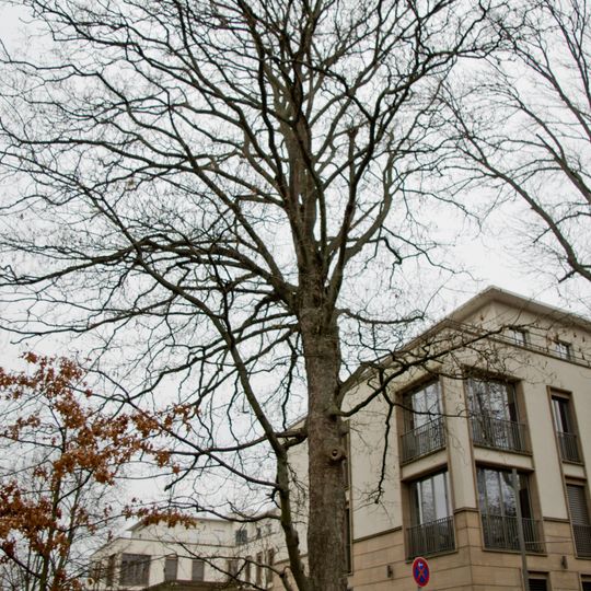 Berg-Ahorn Tunnelstraße 30