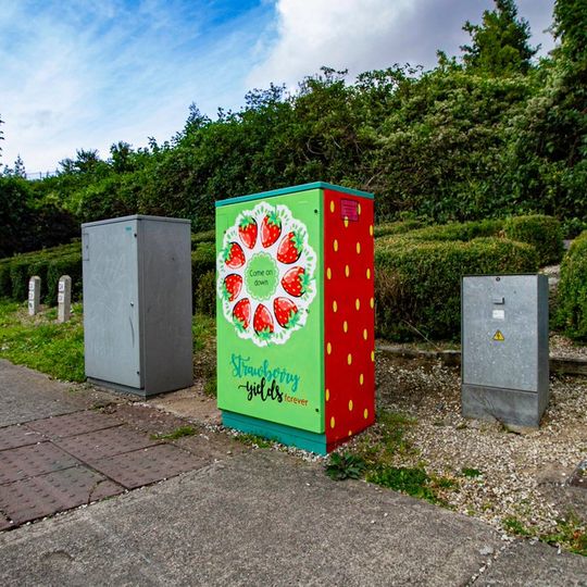 Strawberry Yields Forever