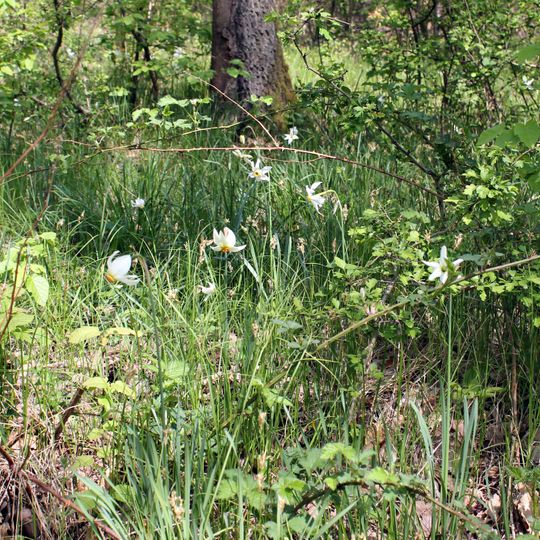 Poiana cu narcise de la Goroniște