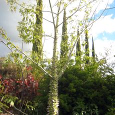 Enchanted Floral Gardens of Kula, Maui