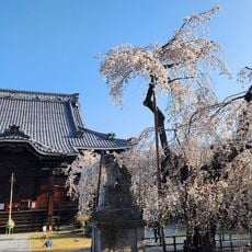 兔川寺