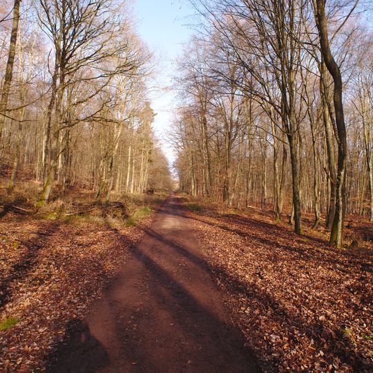 Püttlinger Wald