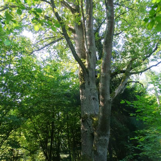 Reibiniškio miško dvikamienis ąžuolas